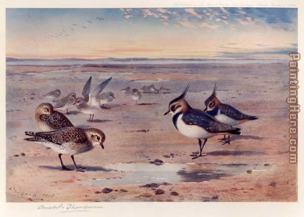Lapwing and Golden Plover
